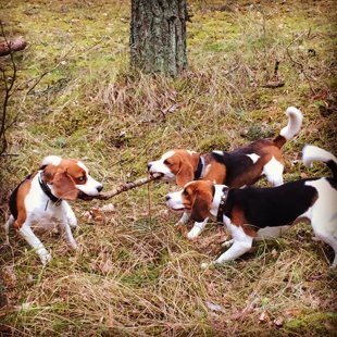 NELSONS SHE LA GOR & I'm GORDON SU CHARIZMA & MARTIN FA VO GOR