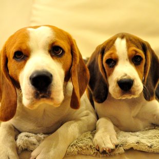 NELSONS SHE LA GOR & his son LEONARDO ZAK DE LUX