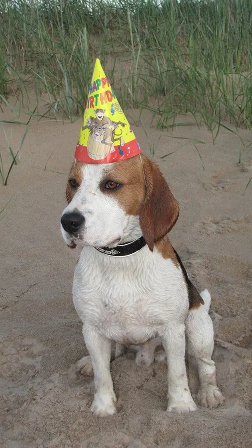 NELSONS SHE LA GOR 1 YEAR OLD