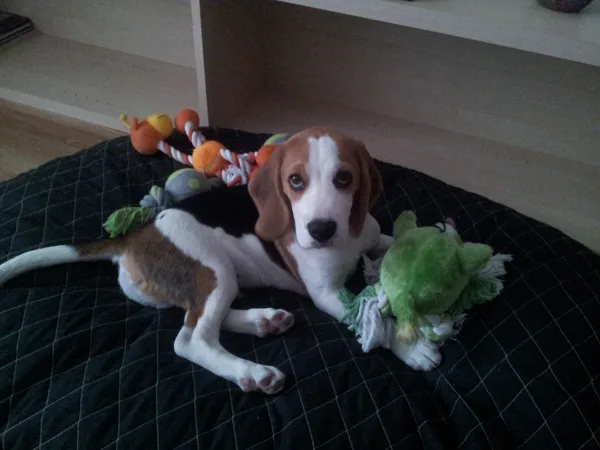 NELSONS SHE LA GOR first day at home